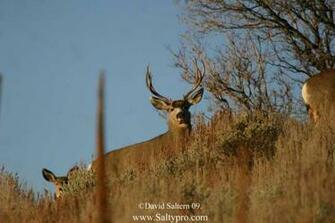Wildlife Photography