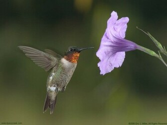 Hummingbird Desktop Background