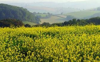 Yellow Meadow Wallpaper Stock Photos