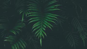 Wallpaper 4k Big Leaves Cool Temperature