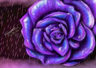 Purple Rose Wallpaper Keywords Here