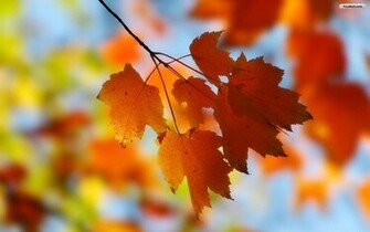 Autumn Leaves Wallpaper