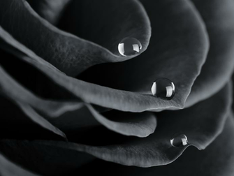 Black And White Rose Water Drops Wallpaper Conservatives Twilight