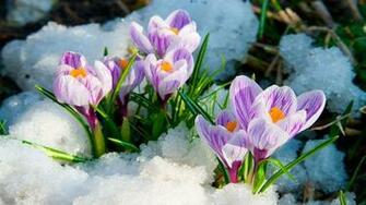 Winter Flowers Wallpaper