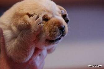Cute Puppies Wallpaper Very