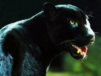 Black Panther Wallpaper