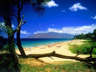 Wallpaper Hawaii Animaatjes