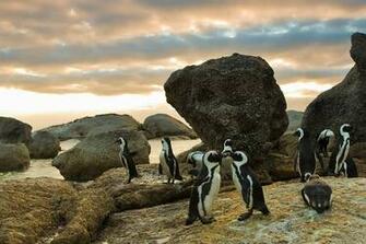 African Penguin San Diego Zoo Animals Plants
