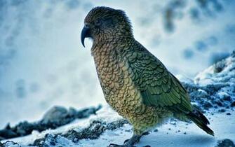 Snow Bird Wallpaper For Desktop HD Walls Find