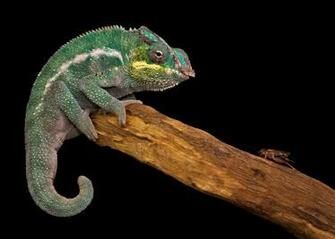 Panther Chameleon Wallpaper By