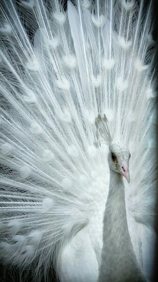 White Peacock Wallpaper