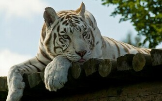 White Tiger Wallpaper Widescreen
