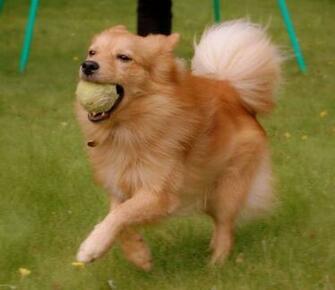Finnish Spitz With A Ball Photo And Wallpaper Beautiful