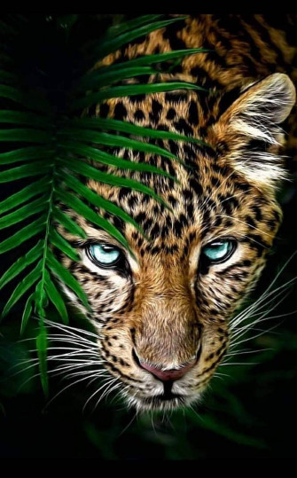 Close Up Leopard Wild Animal Wallpaper