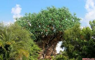 Animal Kingdom Tree Of Life Blue Sky Jpg