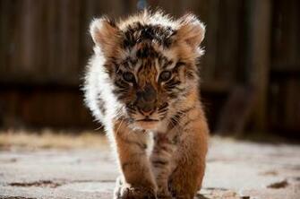 Baby Tiger Wallpaper