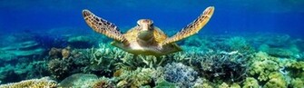 Through Australia S Coral Reefs With Diy Virtual Reality Goggles