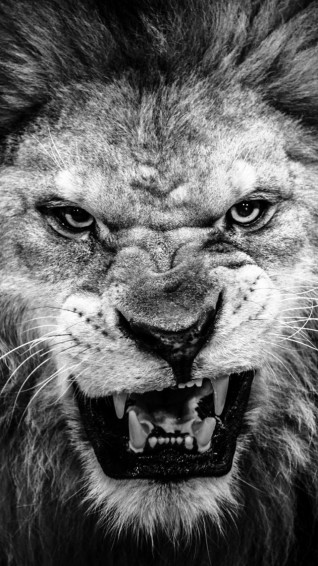 Lion Wallpaper Black And White