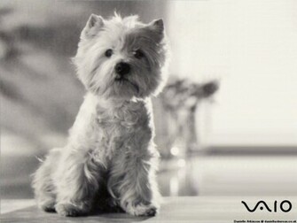 Westie Wallpaper
