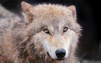 Desktop HD Cute Wolf Pictures Pup