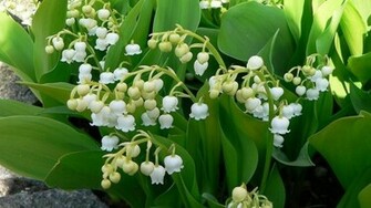 Lily Of The Valley Wallpaper HD Desktopinhq