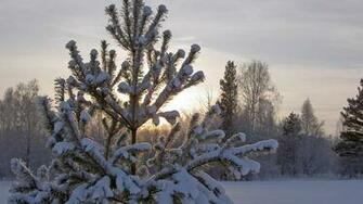 Best Top Desktop Winter Wallpaper High Definition
