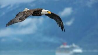 American Eagle Wallpaper Desktop 4usky