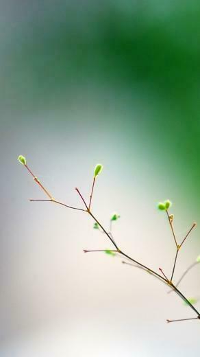 Wallpaper Minimalism Spring Macro Branch