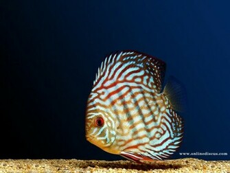 Welcome To Online Discus Fish Wallpaper