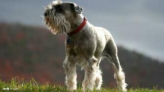 Standard Schnauzer Wallpaper Dogs HD Background