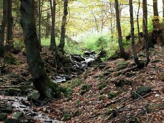 Picture Forest Habitat