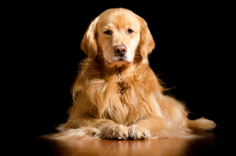 Golden Retriever Dog Image HD Wallpaper 4k