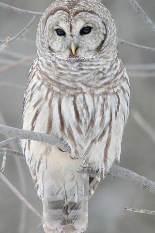 Snowy Owl iPhone Wallpaper HD For Your