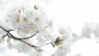 White Flower HD Wallpaper