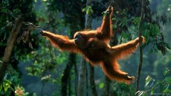 Orangutan Wallpaper HD