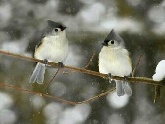 Description Winter Birds Wallpaper