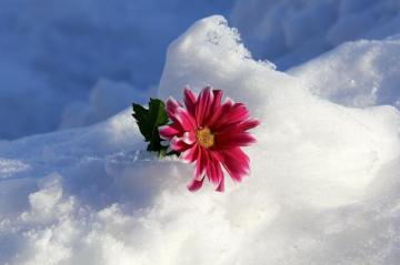 Snow Flower Gallery For Your Desktop