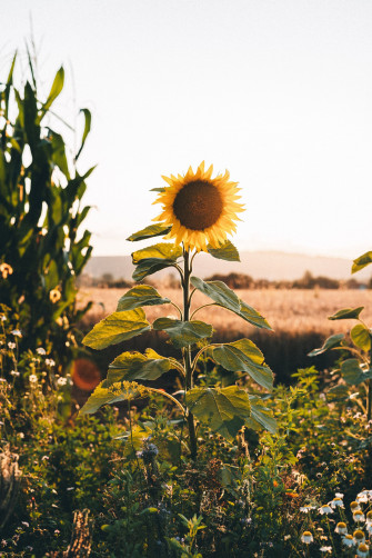 Fall Background Sunflower iPhone Wallpaper