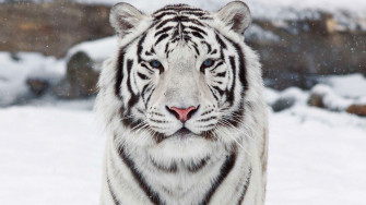 White Bengal Tiger Wallpaper For Your