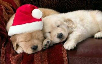 Cute Animal Christmas Wallpaper HD In Celebrations
