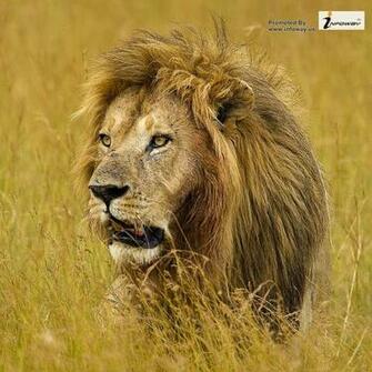 Lions And Tigers Wallpaper HD Photo Sharing