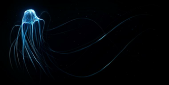Box Jellyfish Wallpaper Animalgals