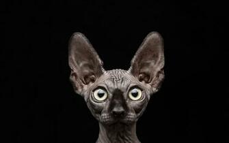 Hairless Gray Cat Sphynx Black Background Animals HD