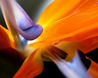 Beautiful Nice Flower Wallpaper HD