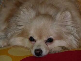 The Pomeranian Dog Desktop Wallpaper Pictures For Pc Mac