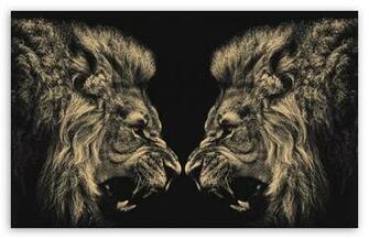 Lions HD Desktop Wallpaper Widescreen High Definition Fullscreen