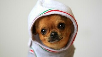 Funny Chihuahua Pictures Loopele
