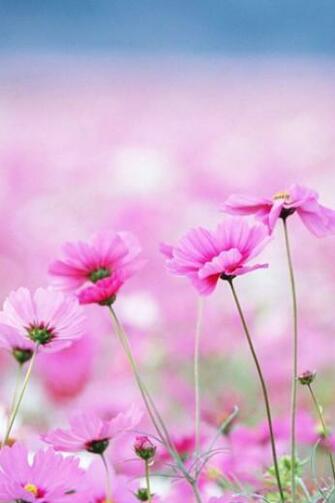 Spring Flower iPhone HD Wallpaper