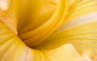 Yellow Flower Wallpaper HD