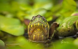 Red Eared Slider Turtle Wallpaper